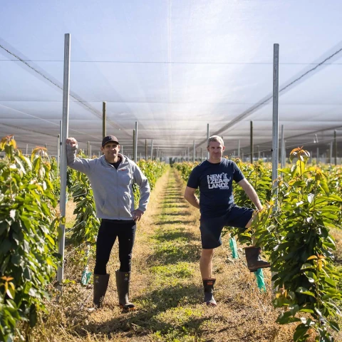 1200x1200 Forest Lodge Orchard B