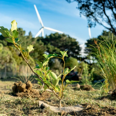 Forever Forests HEADER