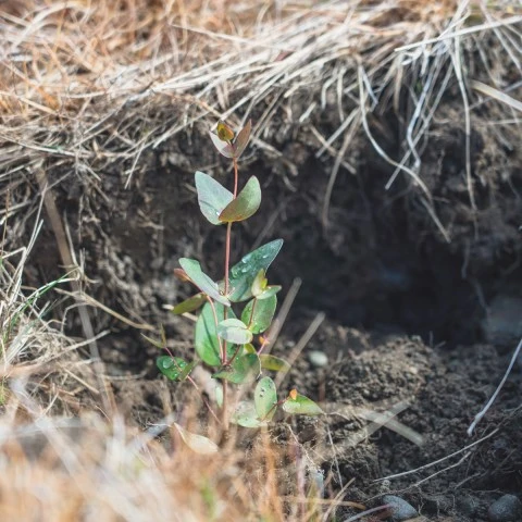 Plant seedling growing