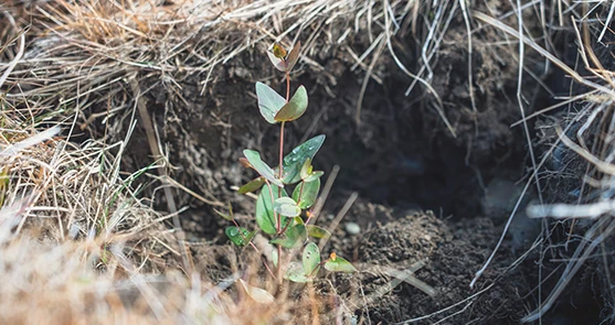 Plant seedling growing