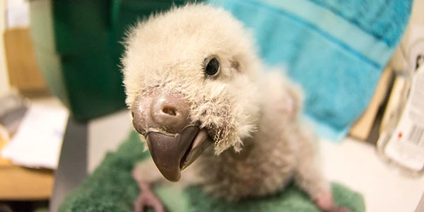 Baby Kakapo