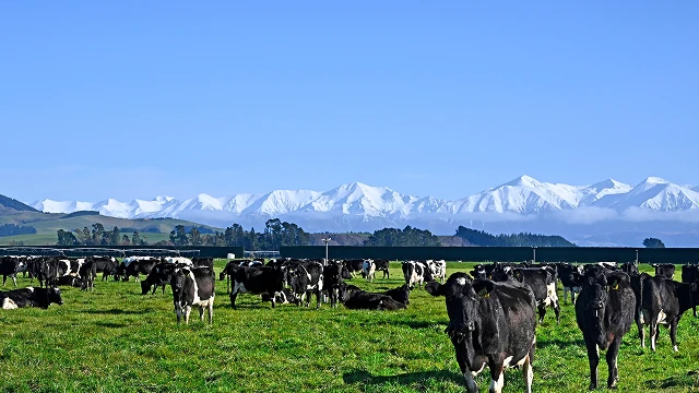 Dairy cows