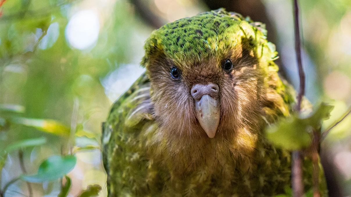 Kākākpō in the wild