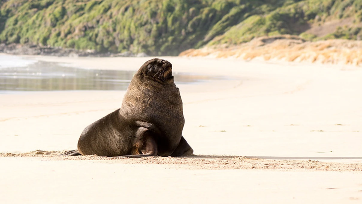 Sea lion on the beach